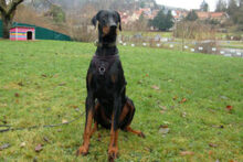 STARSKY, Hund, Dobermann in Lauf - Bild 18