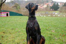 STARSKY, Hund, Dobermann in Lauf - Bild 19