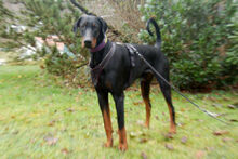 STARSKY, Hund, Dobermann in Lauf - Bild 2