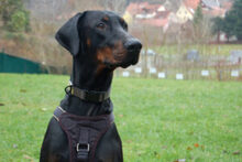 STARSKY, Hund, Dobermann in Lauf - Bild 3