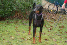 STARSKY, Hund, Dobermann in Lauf - Bild 4