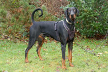 STARSKY, Hund, Dobermann in Lauf - Bild 5