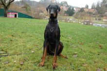 STARSKY, Hund, Dobermann in Lauf - Bild 6