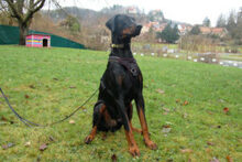 STARSKY, Hund, Dobermann in Lauf - Bild 7