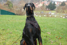 STARSKY, Hund, Dobermann in Lauf - Bild 8