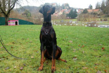 STARSKY, Hund, Dobermann in Lauf - Bild 9