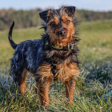 KALINKA, Hund, Mischlingshund in Lauf - Bild 1