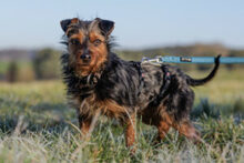 KALINKA, Hund, Mischlingshund in Lauf - Bild 10