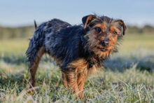 KALINKA, Hund, Mischlingshund in Lauf - Bild 11