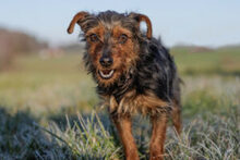 KALINKA, Hund, Mischlingshund in Lauf - Bild 12