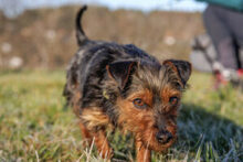 KALINKA, Hund, Mischlingshund in Lauf - Bild 13