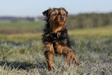 KALINKA, Hund, Mischlingshund in Lauf - Bild 14