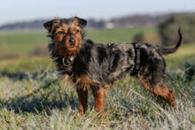 KALINKA, Hund, Mischlingshund in Lauf - Bild 15