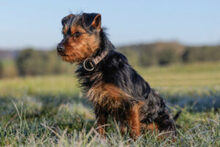 KALINKA, Hund, Mischlingshund in Lauf - Bild 16