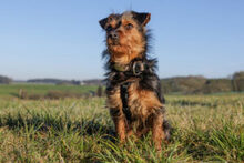 KALINKA, Hund, Mischlingshund in Lauf - Bild 17