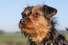 KALINKA, Hund, Mischlingshund in Lauf - Bild 18