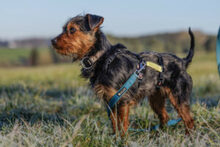 KALINKA, Hund, Mischlingshund in Lauf - Bild 19