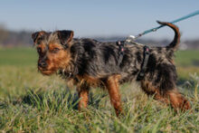 KALINKA, Hund, Mischlingshund in Lauf - Bild 20