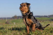 KALINKA, Hund, Mischlingshund in Lauf - Bild 4