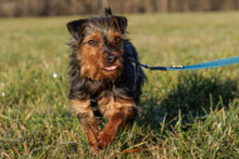 KALINKA, Hund, Mischlingshund in Lauf - Bild 6