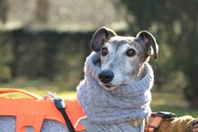 TARIK, Hund, Galgo Español in Bergkamen - Bild 11