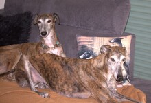 TARIK, Hund, Galgo Español in Bergkamen - Bild 2