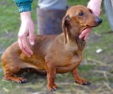 MOLY, Hund, Dackel-Mix in Rumänien - Bild 3