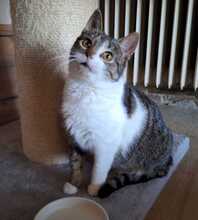ANNI, Katze, Europäisch Kurzhaar in Bramsche - Bild 1