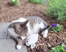 ANNI, Katze, Europäisch Kurzhaar in Bramsche - Bild 10