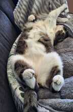 ANNI, Katze, Europäisch Kurzhaar in Bramsche - Bild 11