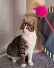ANNI, Katze, Europäisch Kurzhaar in Bramsche - Bild 2