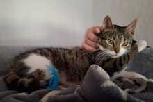 ANNI, Katze, Europäisch Kurzhaar in Bramsche - Bild 3