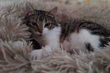 ANNI, Katze, Europäisch Kurzhaar in Bramsche - Bild 4