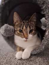 ANNI, Katze, Europäisch Kurzhaar in Bramsche - Bild 6