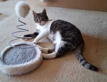 ANNI, Katze, Europäisch Kurzhaar in Bramsche - Bild 7