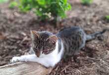 ANNI, Katze, Europäisch Kurzhaar in Bramsche - Bild 8