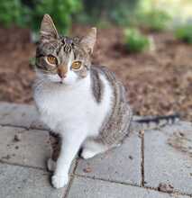 ANNI, Katze, Europäisch Kurzhaar in Bramsche - Bild 9