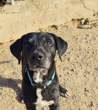 BOSS, Hund, Labrador-Mix in Spanien - Bild 1