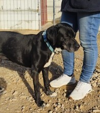 BOSS, Hund, Labrador-Mix in Spanien - Bild 2