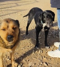 BOSS, Hund, Labrador-Mix in Spanien - Bild 3