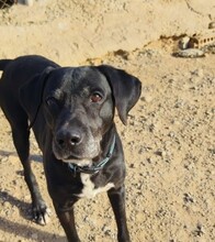 BOSS, Hund, Labrador-Mix in Spanien - Bild 4