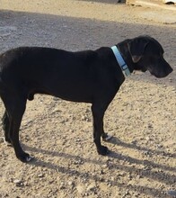 BOSS, Hund, Labrador-Mix in Spanien - Bild 5