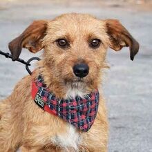 WENDI, Hund, Border Terrier-Mix in Spanien - Bild 1