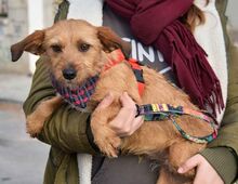 WENDI, Hund, Border Terrier-Mix in Spanien - Bild 10