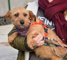 WENDI, Hund, Border Terrier-Mix in Spanien - Bild 11