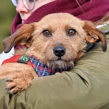 WENDI, Hund, Border Terrier-Mix in Spanien - Bild 12