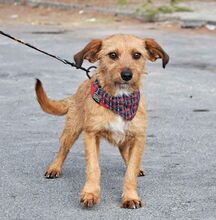 WENDI, Hund, Border Terrier-Mix in Spanien - Bild 2