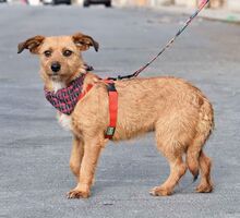 WENDI, Hund, Border Terrier-Mix in Spanien - Bild 3