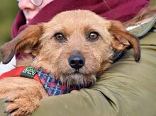 WENDI, Hund, Border Terrier-Mix in Spanien - Bild 4