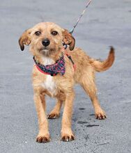 WENDI, Hund, Border Terrier-Mix in Spanien - Bild 5